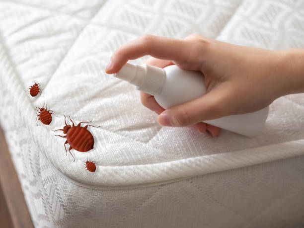 Best Flea Control Services  in Lakewood, CA